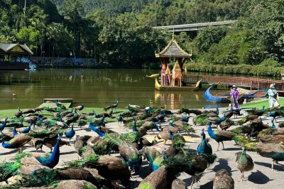 康辉旅游网【悠悠版纳】西双版纳半自由行真纯玩5日游（赠送旅拍）