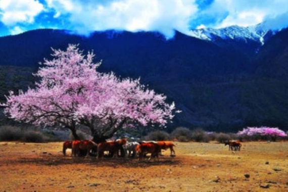 康輝旅游網<經典><桃醉林芝>HQ羊卓雍措、林芝桃花村，雙飛一臥8天（蘭州進，林芝返）
