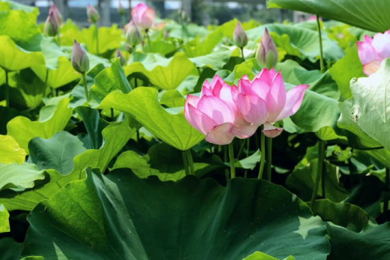 康輝旅游網(wǎng)<特惠游>廣州往返--【攝影·生態(tài)】蓮海一色 東莞純玩1天