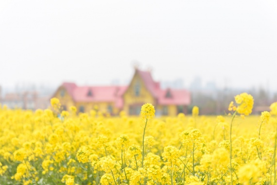 康辉旅游网<山花烂漫>深圳出发芜湖+徽州+灵山村梯田油菜花+屯溪老街+黄山+宏村+黟县五里村桃花+婺源篁岭+池州+九华山双飞6天5晚跟团游，纯玩，全程入住网评4钻酒店