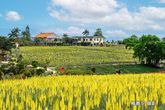 康辉旅游网<潇洒游>广州往返-漫步芦荟花海  江门&中山&深圳 食足3餐 轻奢度假2天