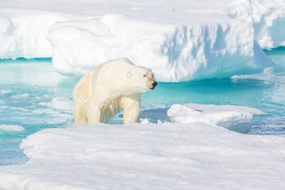 康辉旅游网探索北极腹地，乘坐邮轮深入北极熊最多的地区，赠送冲锋衣，奥斯陆游览