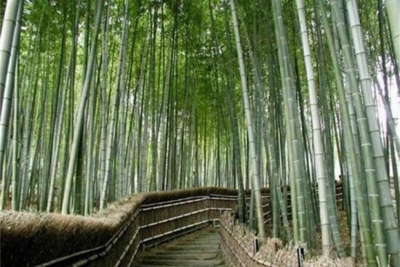 康辉旅游网潮汕出发-河源《康泉十八云溪温泉度假村》会议2天1晚跟团游<团建>