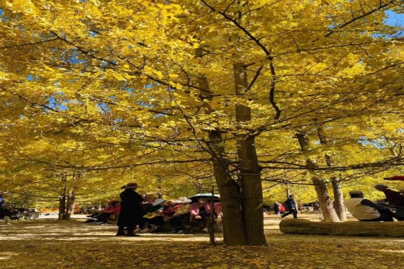 康辉旅游网<特惠><福满腾冲>广州直飞云南芒市，腾冲，瑞丽，云峰山祈福，温泉纯玩双飞5天