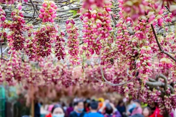 康辉旅游网【醉美禾雀花】广州往返清远禾雀花基地·樱桃番茄果园任摘任食·叹百花齐放宴纯玩1天