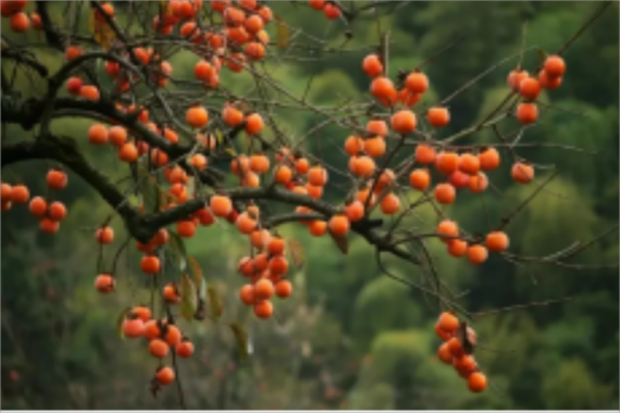 康辉旅游网【广州出发】增城小楼镇邓山观星小镇古榄园探秘 摘柿子纯玩1天游