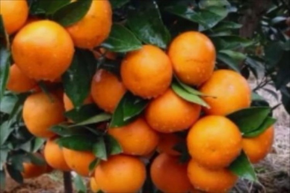 康辉旅游网<潇洒行>广州往返从化溪头古村+沃柑任食任摘+叹鲍鱼鸡宴泡温泉纯玩2天