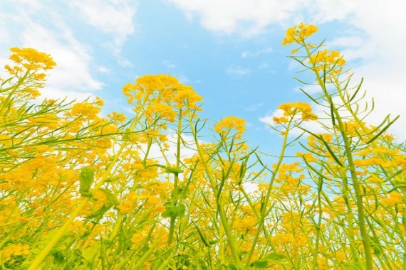 康辉旅游网（春节出游赏油菜花）广州往返新丰红叶世界赏油菜花，翁源东华寺祈福2天