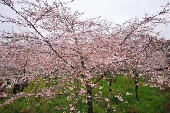 康辉旅游网<特惠><花开三省>广州往返酉阳桃花源、乌江画廊、菖蒲大草原、边城茶峒双动5天