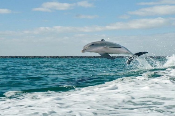 康辉旅游网广州直飞澳大利亚奇遇海岸追豚10天