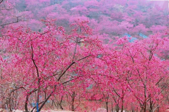 康辉旅游网【视觉盛宴·春日赏樱】广州往返英德山泉山庄赏花之旅、泡汤泉+品美食纯玩2天
