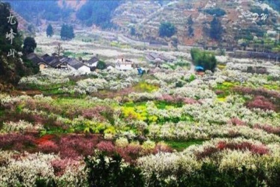 康辉旅游网<潇洒行>广州往返九峰桃李花海 市区5钻华美达酒店 豪叹海鲜自助晚餐纯玩2天