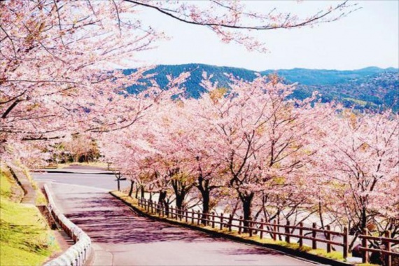 康辉旅游网<樱为襄遇>广州往返襄阳，武汉樱花+沔阳小镇+梦里水乡双飞5天